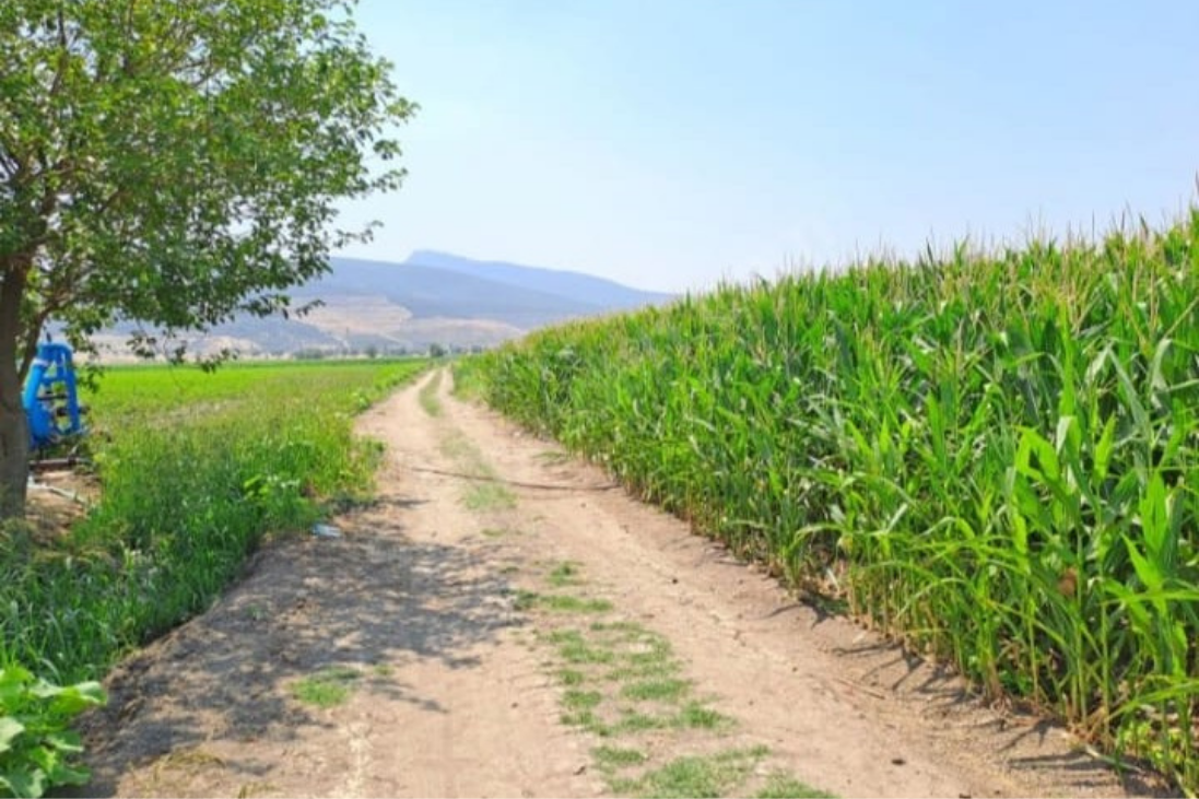 torbalık satılık tarla